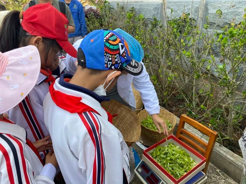 关于“寻茶之香韵 研茶之文化”——思茅四小开展有机茶园研学实践活动的信息(10)