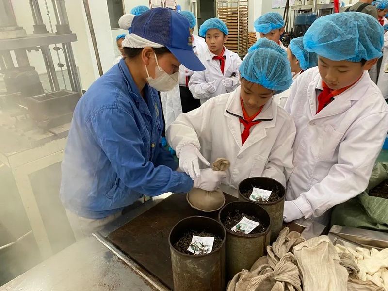关于“寻茶之香韵 研茶之文化”——思茅四小开展有机茶园研学实践活动的信息(14)