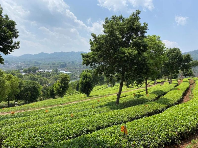 关于“寻茶之香韵 研茶之文化”——思茅四小开展有机茶园研学实践活动的信息(20)