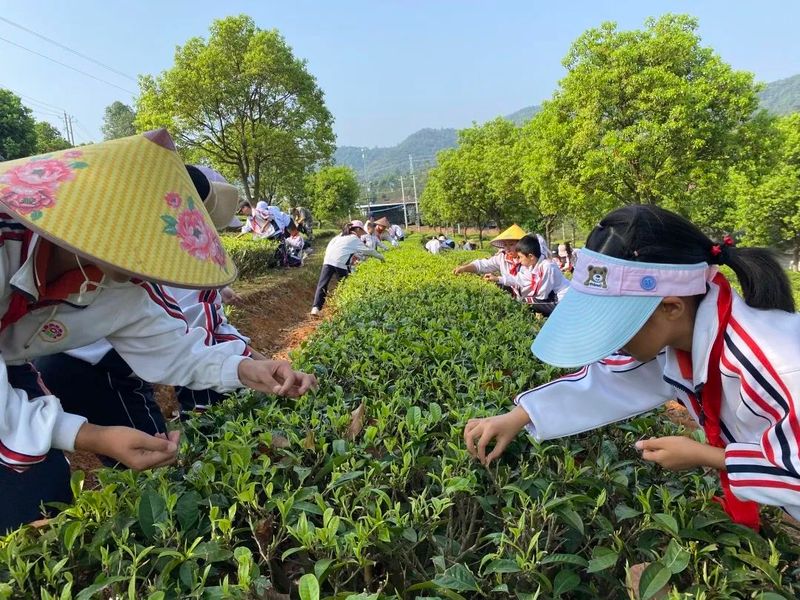关于“寻茶之香韵 研茶之文化”——思茅四小开展有机茶园研学实践活动的信息(7)