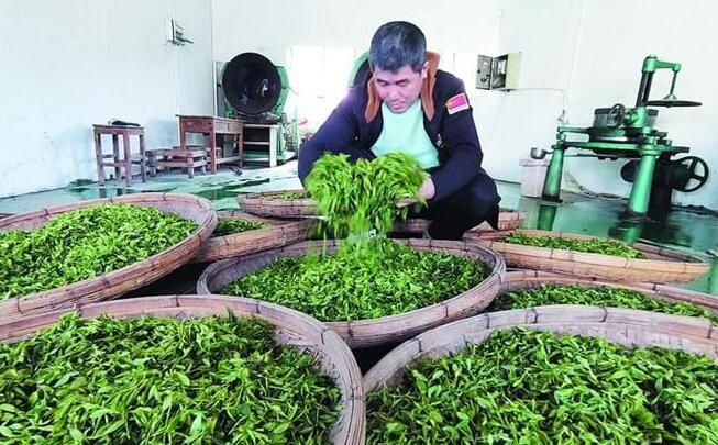 有关于崂山即墨大棚春茶进入采摘期 每斤售价千元起步!的新闻(1)