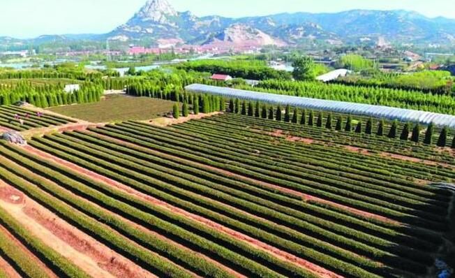 有关于崂山即墨大棚春茶进入采摘期 每斤售价千元起步!的新闻