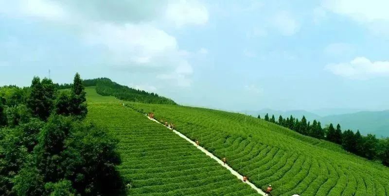 有关于湖南茶业白云山春茶正式开采的相关信息(6)