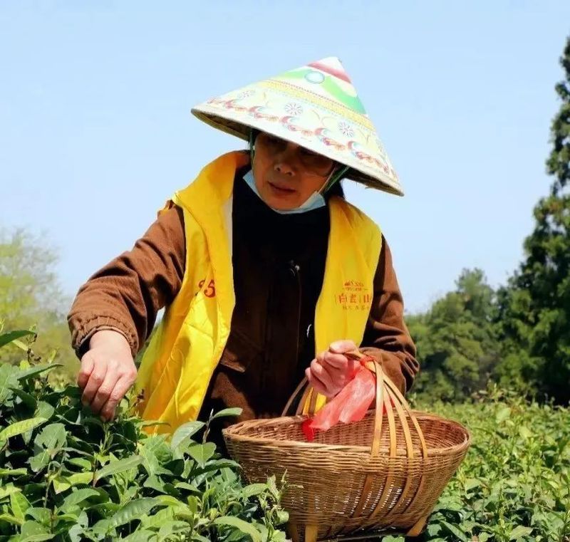 有关于湖南茶业白云山春茶正式开采的相关信息(9)