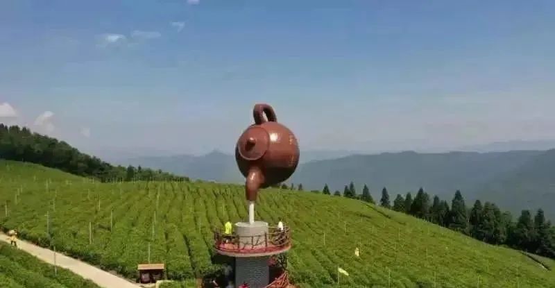 有关于湖南茶业白云山春茶正式开采的相关信息(4)