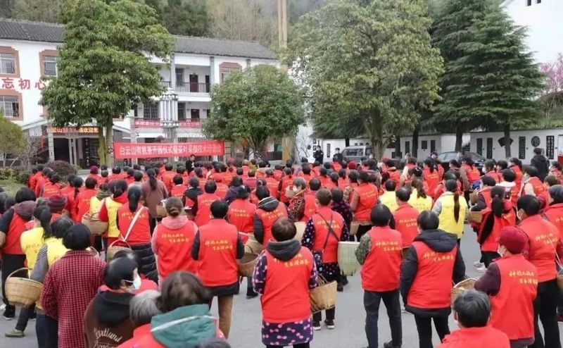 有关于湖南茶业白云山春茶正式开采的相关信息(1)