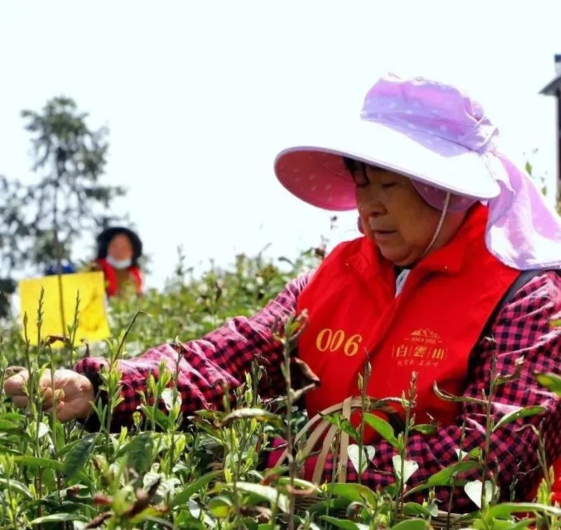 有关于湖南茶业白云山春茶正式开采的相关信息(8)