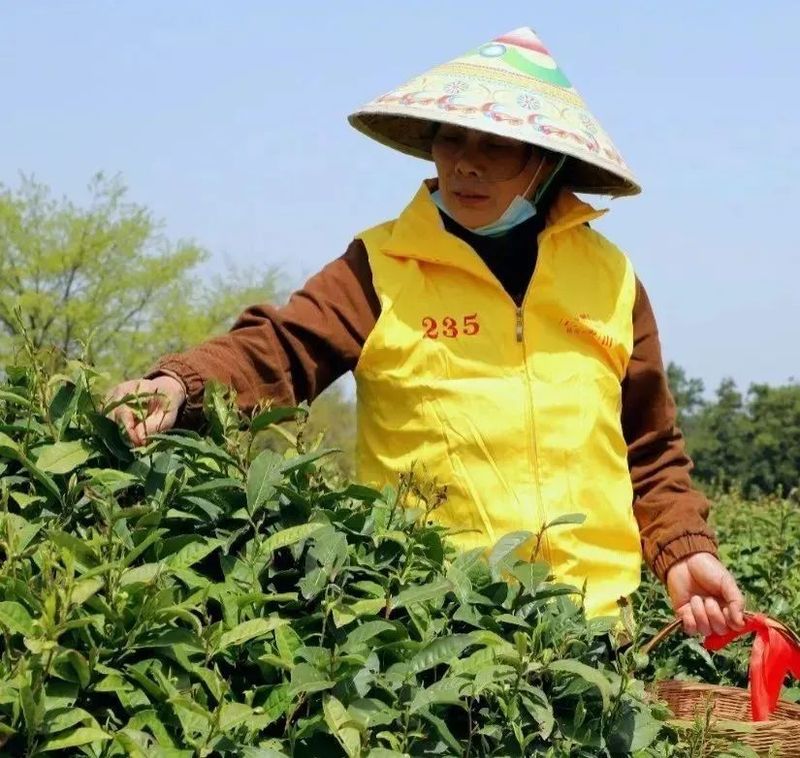 有关于湖南茶业白云山春茶正式开采的相关信息(11)