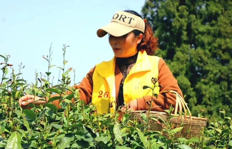 有关于湖南茶业白云山春茶正式开采的相关信息(3)