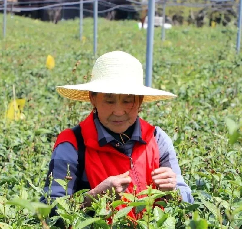 有关于湖南茶业白云山春茶正式开采的相关信息(10)