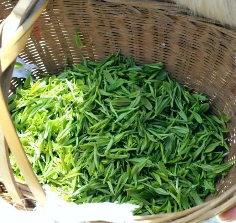 有关于湖南茶业白云山春茶正式开采的相关信息(12)