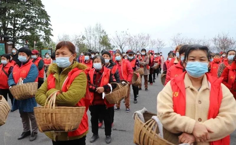有关于湖南茶业白云山春茶正式开采的相关信息(2)