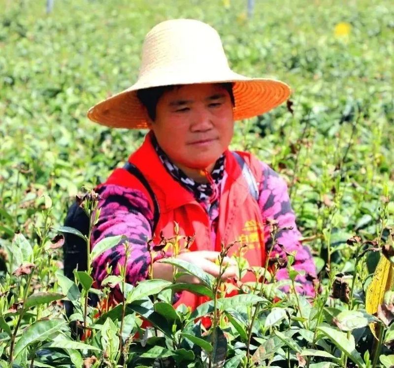 有关于湖南茶业白云山春茶正式开采的相关信息(7)