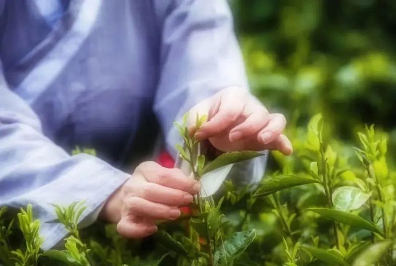 有关于湖南茶业白云山春茶正式开采的相关信息