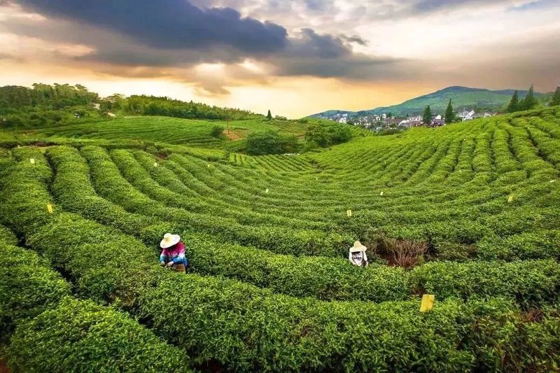 有关于南京江宁,防疫不误生产,江宁近4万亩春茶陆续开采的相关内容