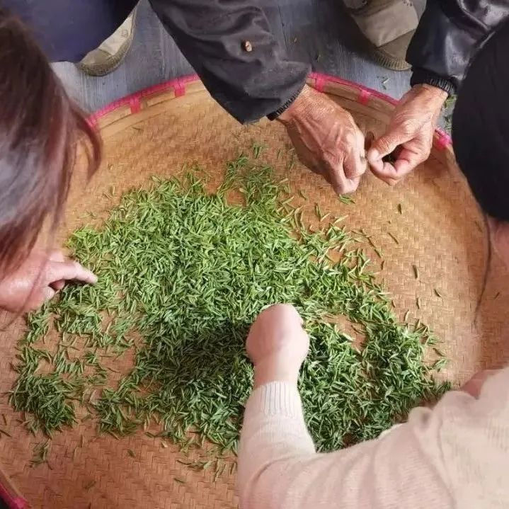 有关于南京江宁,防疫不误生产,江宁近4万亩春茶陆续开采的相关内容(2)
