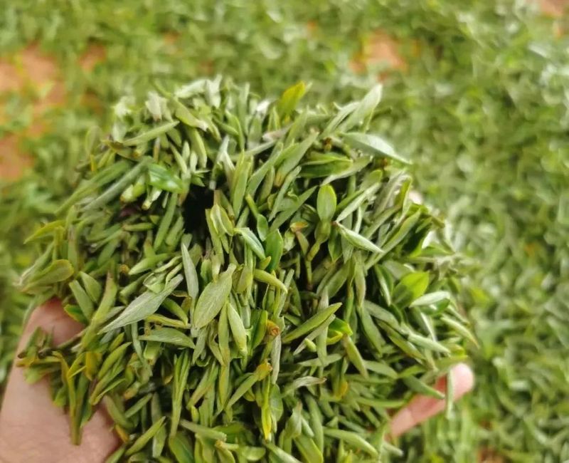 有关于南京江宁,防疫不误生产,江宁近4万亩春茶陆续开采的相关内容(6)