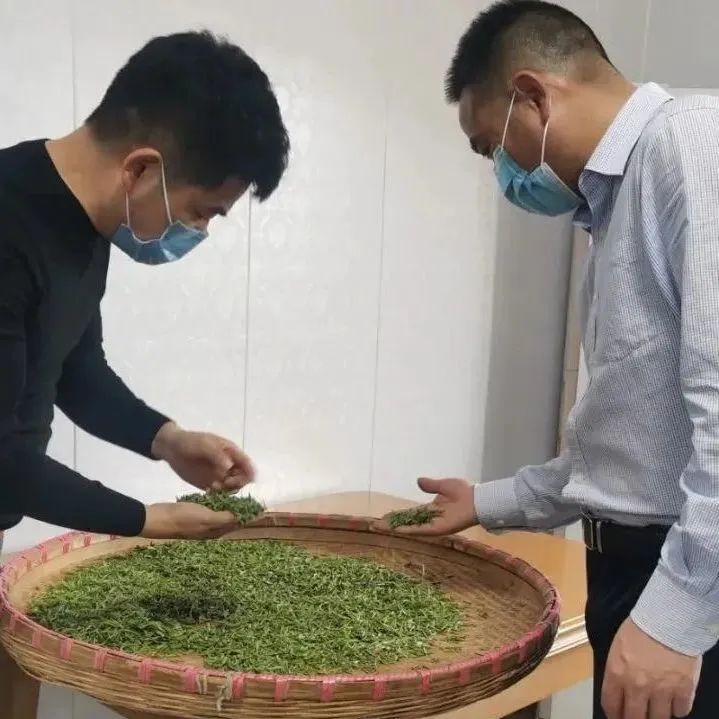 有关于南京江宁,防疫不误生产,江宁近4万亩春茶陆续开采的相关内容(5)