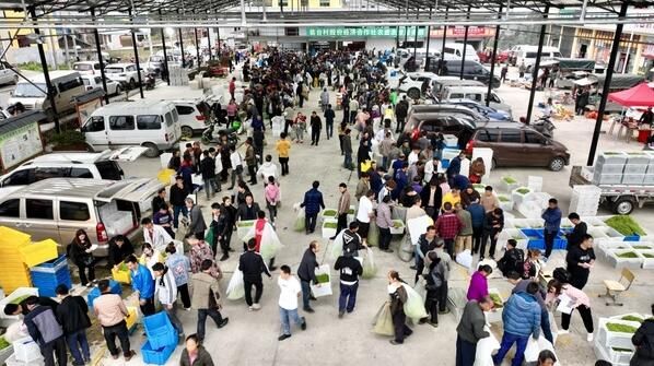 关于独山县:万亩春茶开采一周 市场交易行情火爆的内容(3)