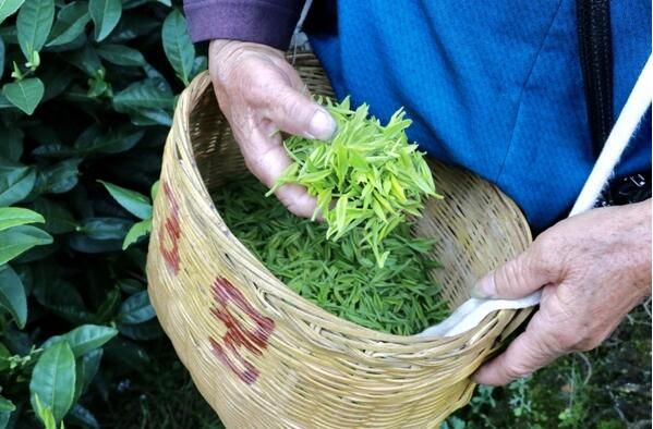 关于独山县:万亩春茶开采一周 市场交易行情火爆的内容(2)