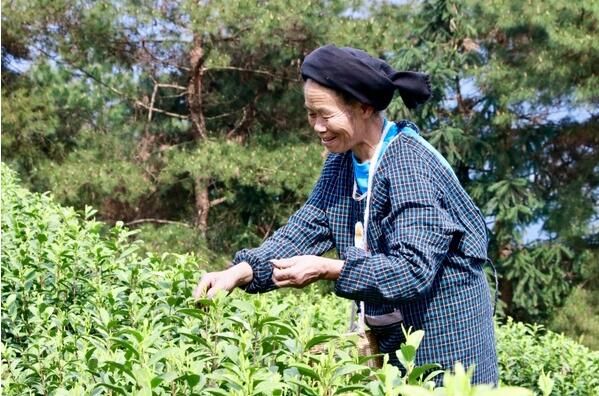 关于独山县:万亩春茶开采一周 市场交易行情火爆的内容