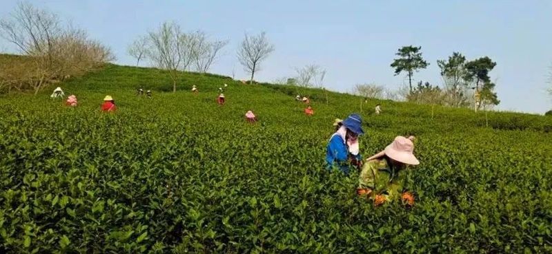 有关于“疫情下的春茶季”“湖北产茶主产区”“春茶采摘指数”“福鼎白茶身份证”的信息(5)