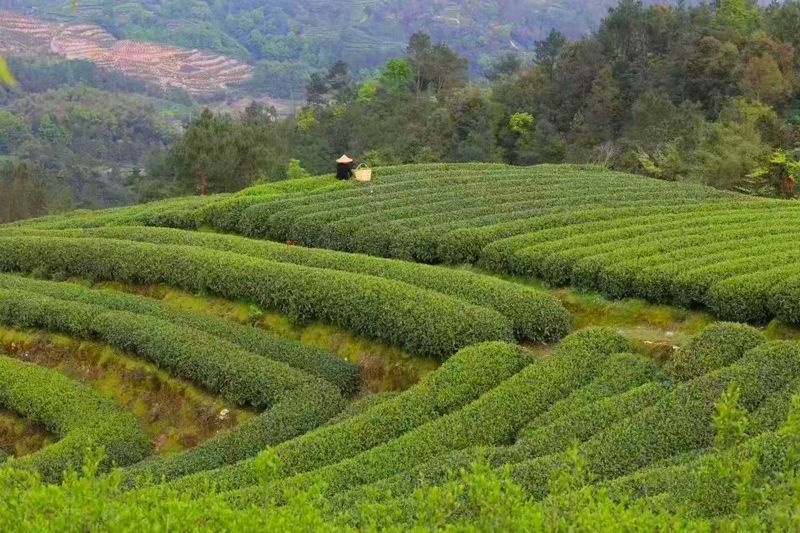 有关于“疫情下的春茶季”“湖北产茶主产区”“春茶采摘指数”“福鼎白茶身份证”的信息(2)