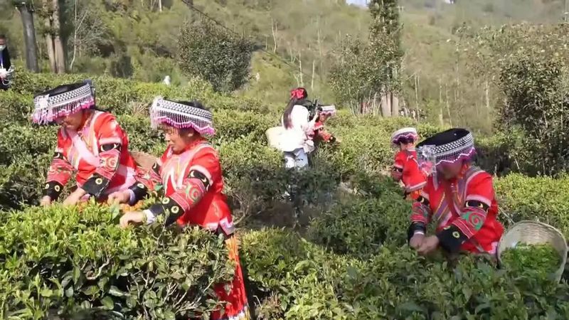 有关于临沧春茶季:联盟指路 凤庆茶企增效 茶农增收的相关内容(1)