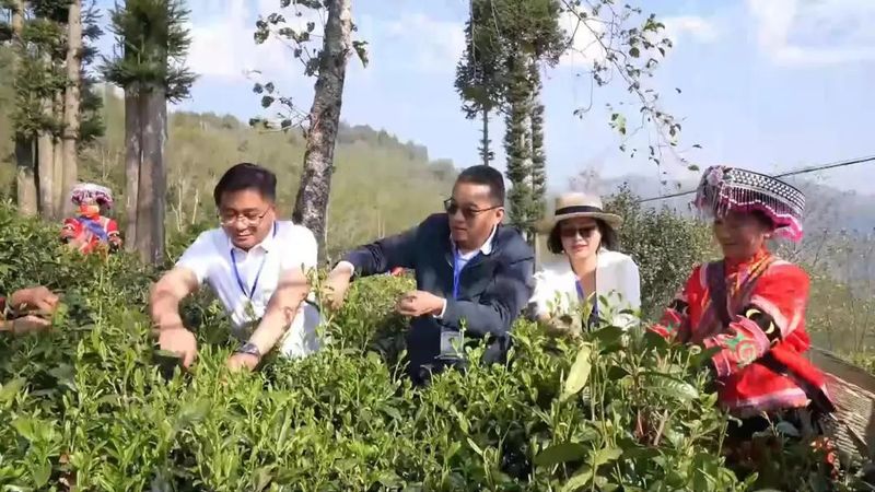 有关于临沧春茶季:联盟指路 凤庆茶企增效 茶农增收的相关内容(3)