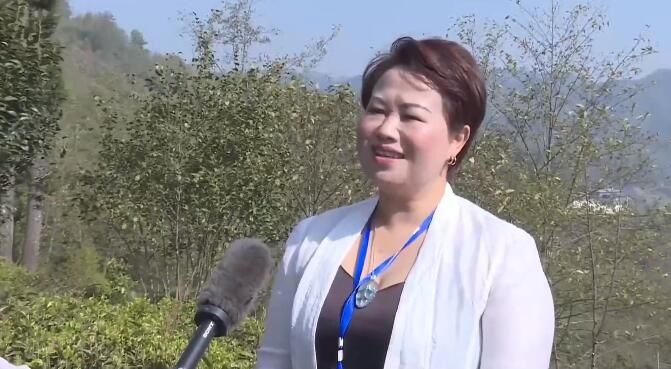 有关于临沧春茶季:联盟指路 凤庆茶企增效 茶农增收的相关内容(7)