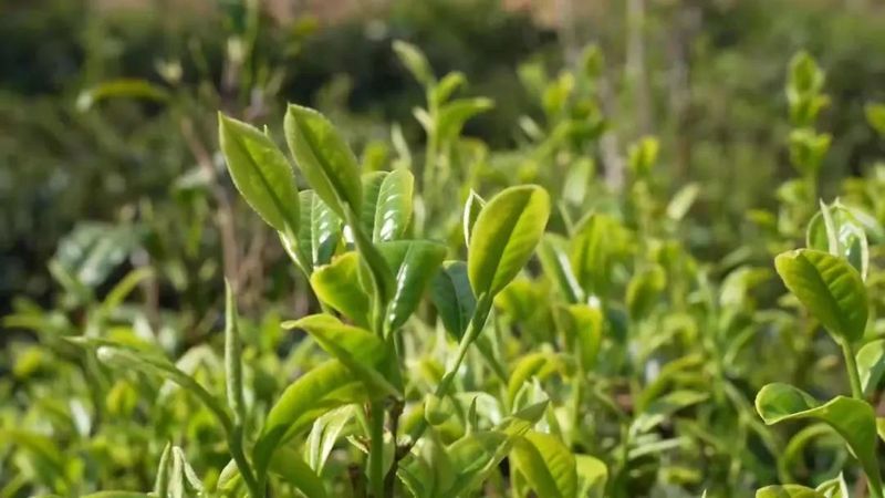 有关于临沧春茶季:联盟指路 凤庆茶企增效 茶农增收的相关内容(4)