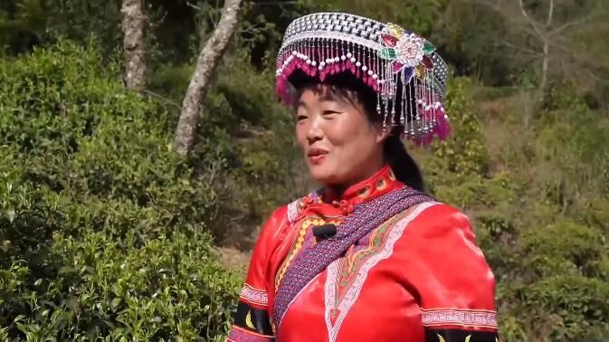 有关于临沧春茶季:联盟指路 凤庆茶企增效 茶农增收的相关内容(2)