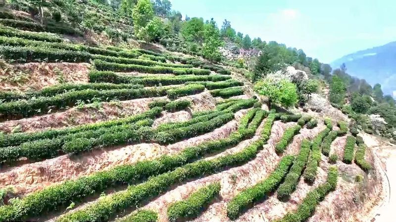 有关于临沧春茶季:联盟指路 凤庆茶企增效 茶农增收的相关内容