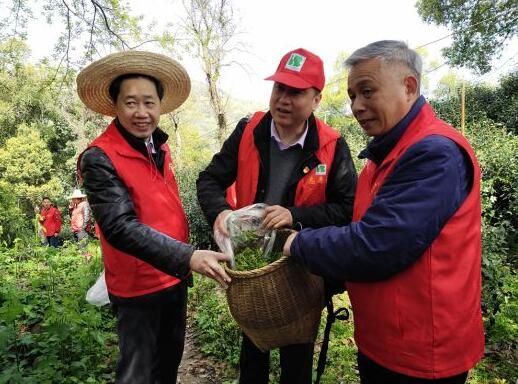 有关于浙江:工会志愿者变身“茶农”助力春茶采摘的新闻