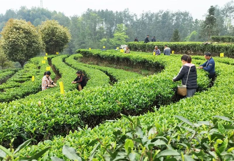 有关于生产加码 销售冲刺 高县茶产业实现“开门红”的信息