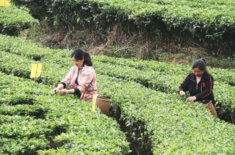 有关于生产加码 销售冲刺 高县茶产业实现“开门红”的信息(1)