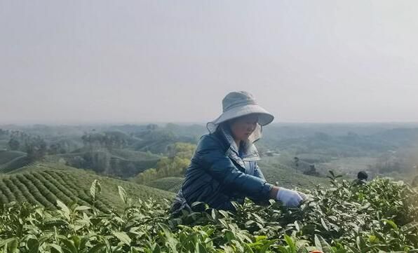 关于春风拂面茶飘香 2022年信阳毛尖茶正式开采的新闻(3)