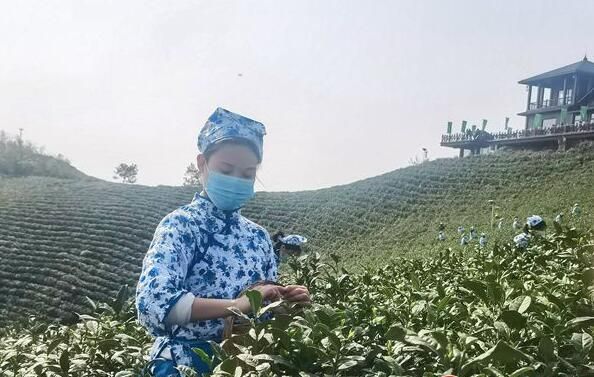关于春风拂面茶飘香 2022年信阳毛尖茶正式开采的新闻(1)