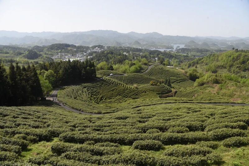 有关于2022年美美观山湖·春茶开采季系列活动正式启动的新闻(4)