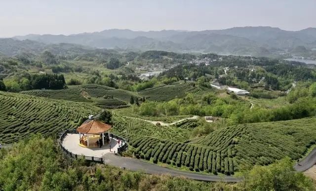 有关于2022年美美观山湖·春茶开采季系列活动正式启动的新闻(5)