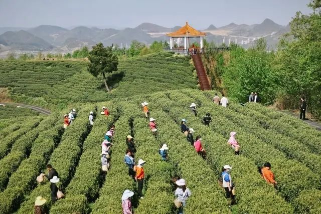 有关于2022年美美观山湖·春茶开采季系列活动正式启动的新闻(6)