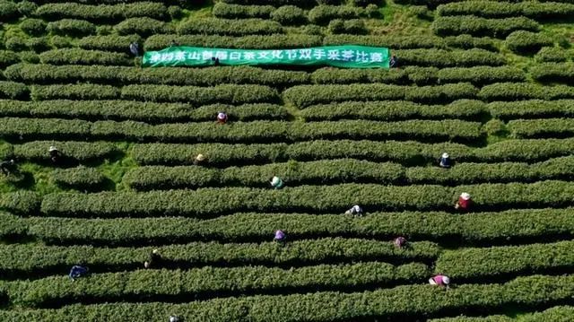 有关于2022年美美观山湖·春茶开采季系列活动正式启动的新闻