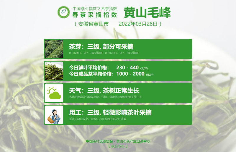 关于春茶采摘指数:黄山毛峰进入三级采摘期,信阳毛尖进入二级采摘期的新闻(1)