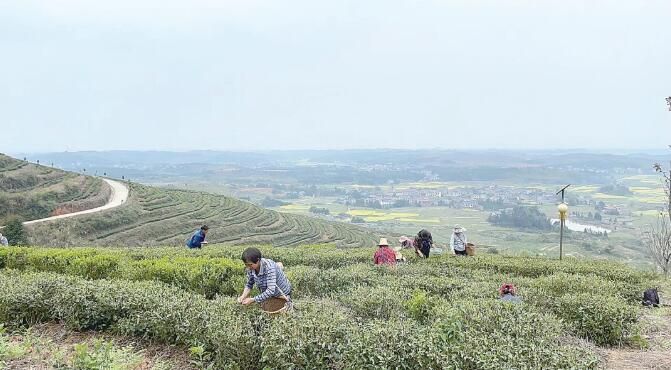 有关于茶陵县春茶采摘进入高峰期的新闻