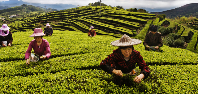 有关于泰顺茶产业振兴注入“新”味道的消息(1)