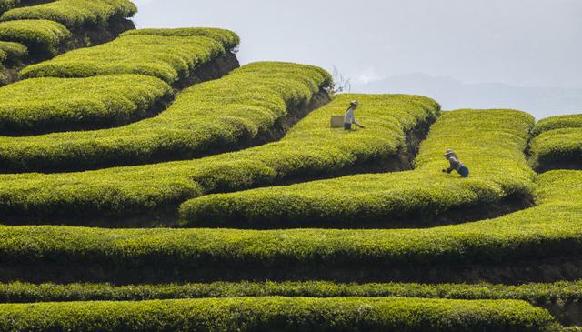 有关于泰顺茶产业振兴注入“新”味道的消息