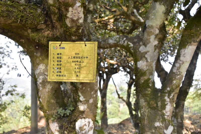 有关于今年（2022年）古树春茶暴涨还是暴跌？的相关内容