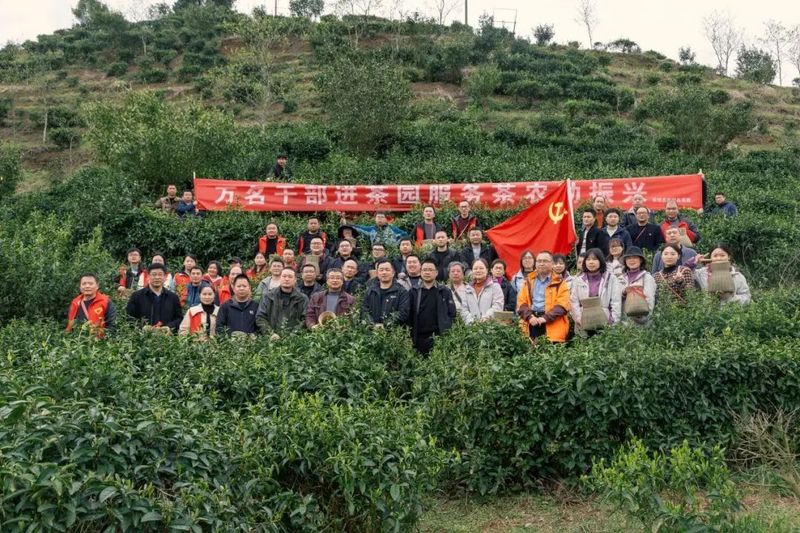 有关于保靖县政府办系统党员干部助力春茶采摘的信息(5)
