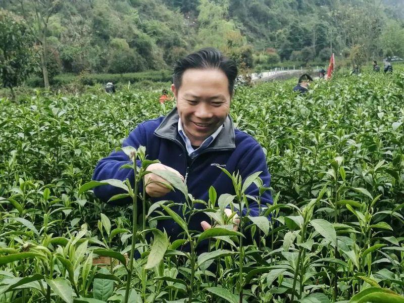 有关于保靖县政府办系统党员干部助力春茶采摘的信息
