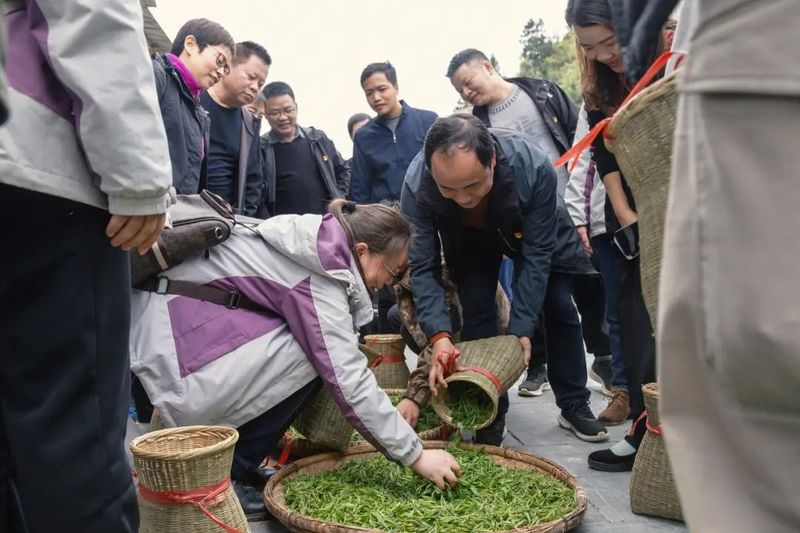 有关于保靖县政府办系统党员干部助力春茶采摘的信息(4)